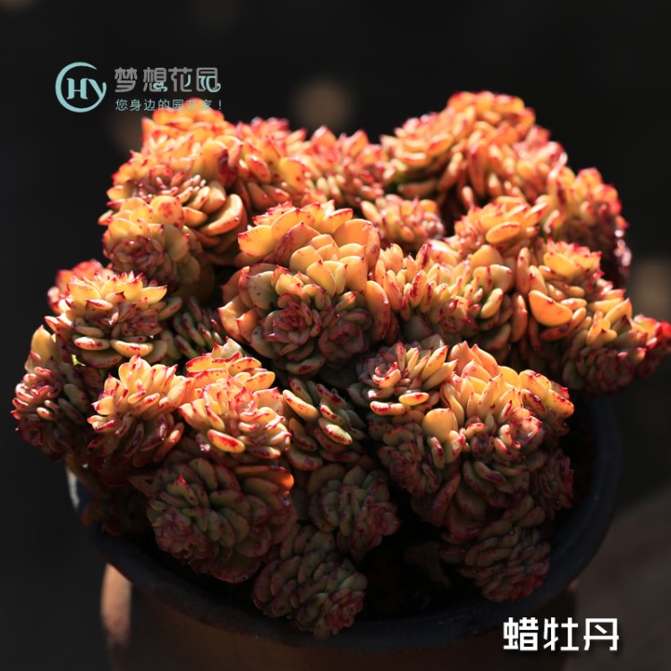 多肉植物蜡花卉大株老桩多头牡丹肉肉非常容易  春季不含盆蒂