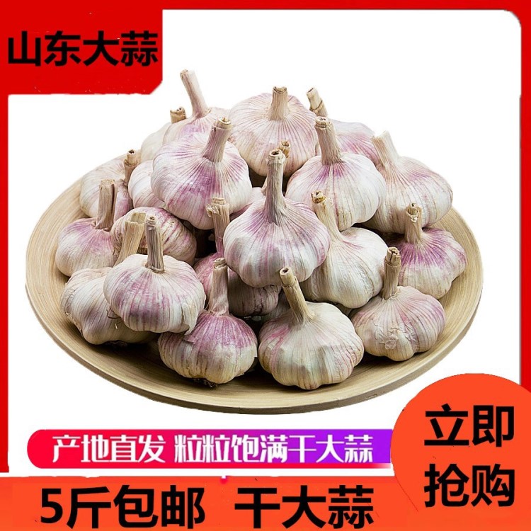 5斤大蒜頭裝農(nóng)家自種新鮮大蒜低價(jià)干大蒜頭紫白紅皮大蒜蔬菜 特產(chǎn)