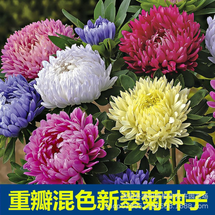 翠菊種子 江西臘 七月菊種子 四季播種 混色大花翠菊種籽觀花植物