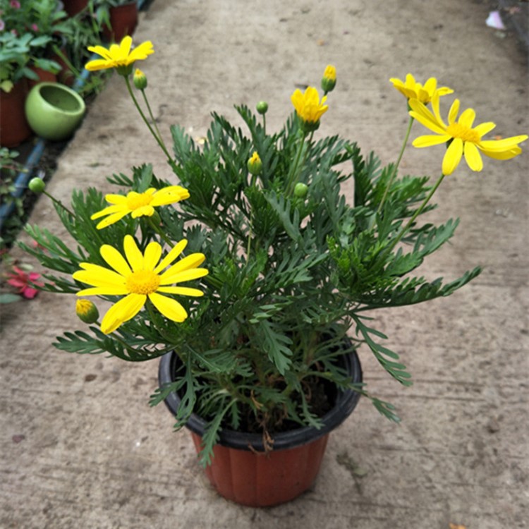 黃金菊批發(fā)黃金菊 觀花植物容器苗 庭院園林綠化工程地被植物