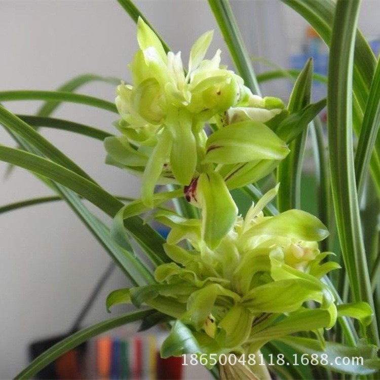 蘭花苗多瓣奇花傳統春蘭余蝴蝶自然原生苗 適宜庭中觀賞綠植盆栽