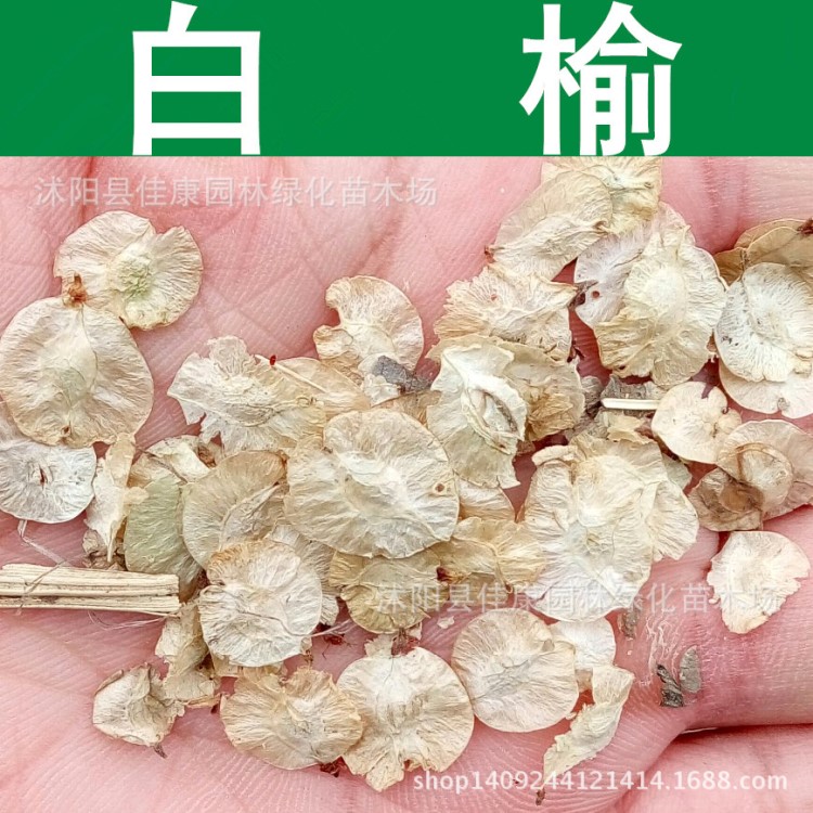 林木種子 白榆樹種子 榆錢樹種子 家榆 白榆種子 1件=1斤