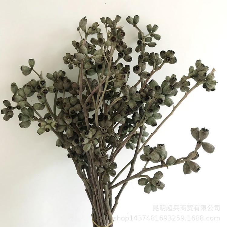 【僵尸果】云南自然干花干果 果實DIY 花束植物原材料 桉樹果