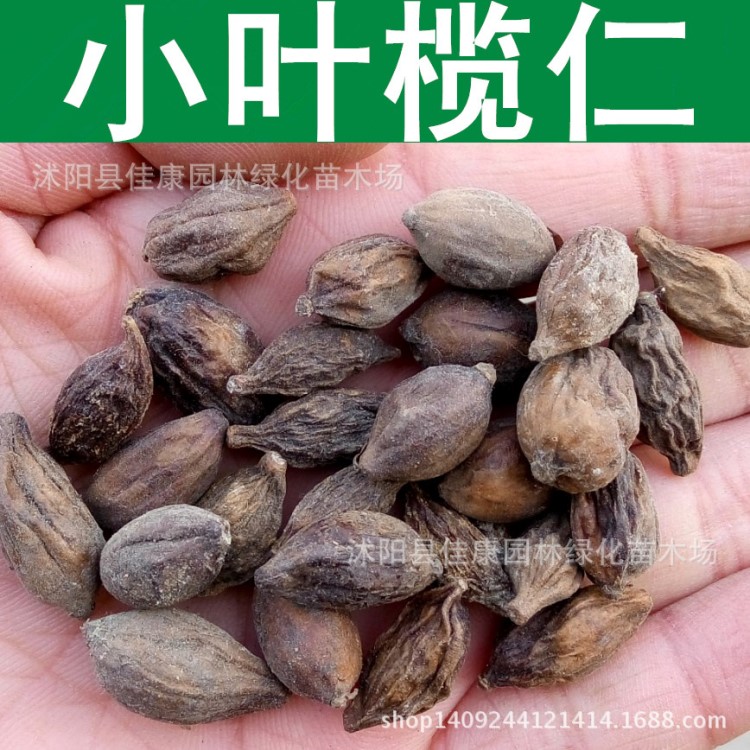 批發(fā)小葉欖仁種子非洲欖仁雨傘樹(shù)種子欖仁樹(shù)細(xì)葉欖仁種子 1件=1斤