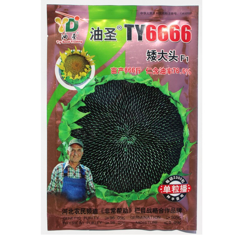 油圣TY6666向日葵種子出油率美國(guó)油葵矮大頭葵花籽高榨油油葵種子