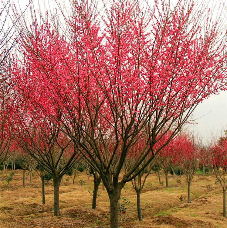 原生紅梅樹(shù)苗基地批發(fā)庭院觀(guān)賞植物 室內(nèi)裝飾紅梅花苗 嫁接臘梅苗