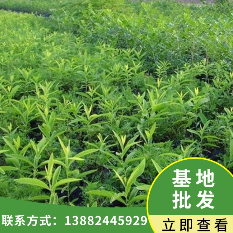 基地供應(yīng)檀香苗 綠化樹海南黃花梨苗木 小葉欖仁苗木 量大優(yōu)惠