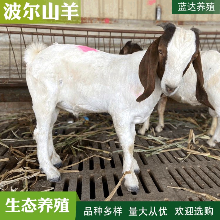 廠家直銷波爾山羊肉羊價格 小羊羔好養(yǎng)活 免費運輸