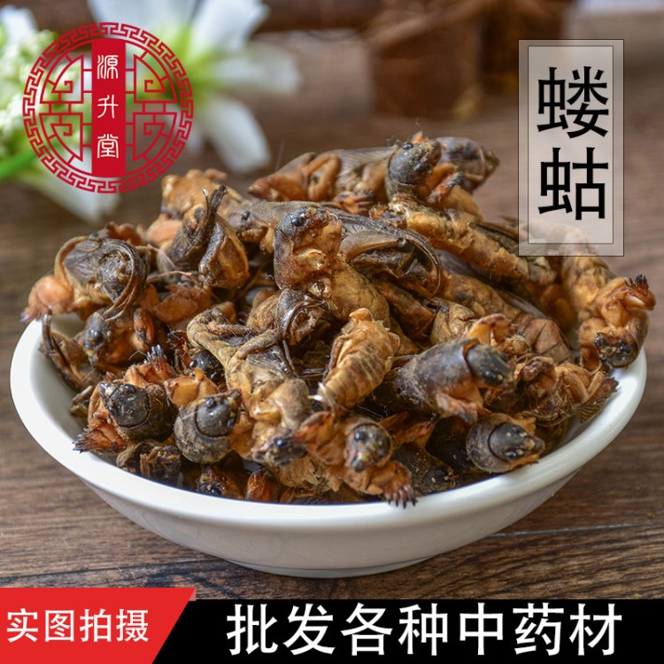 螻蛄中藥材產(chǎn)地直銷 體型完整無雜 蝲蝲蛄 土狗子拉拉蛄干批發(fā)