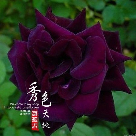 玫瑰花苗 綠化玫瑰苗 花卉花苗 多年生路易十四 紅玫瑰玫瑰小苗