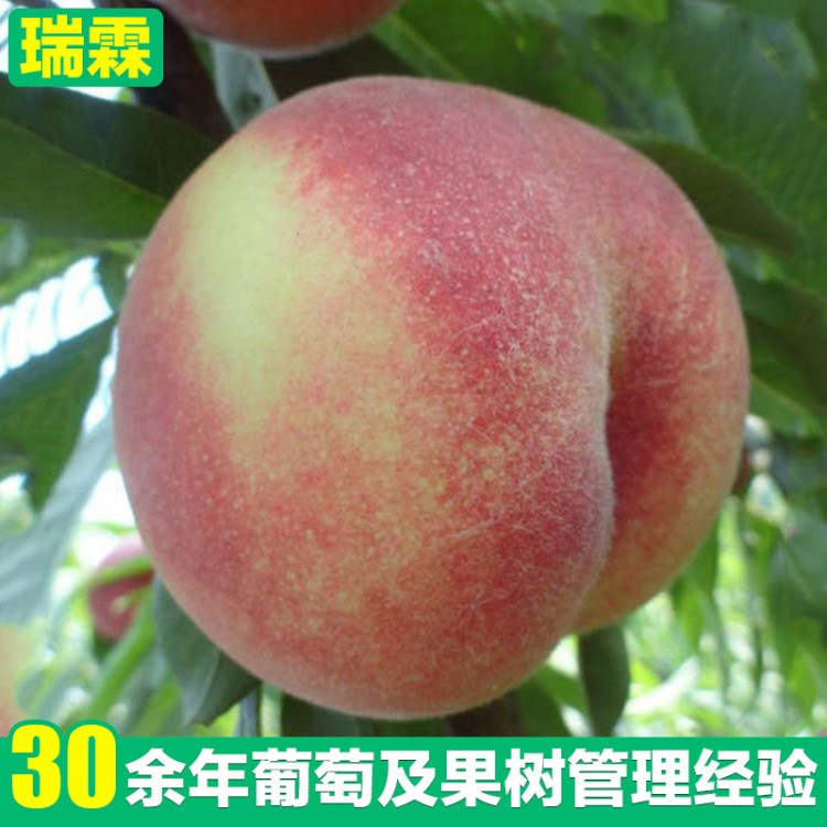 晚熟寒露蜜桃苗 嫁接水蜜桃苗 桃樹苗木 果樹苗 經銷批發(fā)