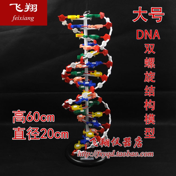 DNA結(jié)構(gòu)模型 大號 DNA雙螺旋結(jié)構(gòu)模型 高中生物實驗器材 教學(xué)儀器