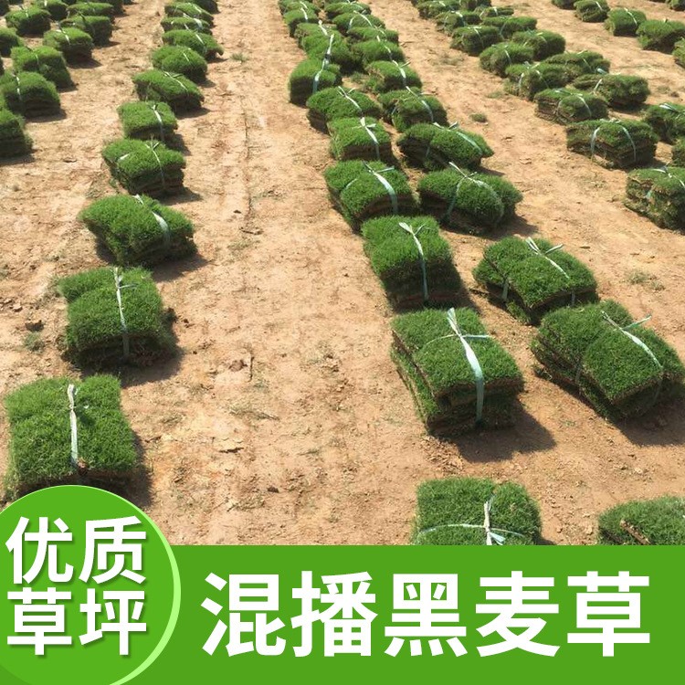 混播黑麥草皮豐茂種植園草坪基地大量供應(yīng)果嶺草草坪庭院園林綠化