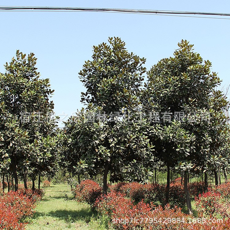 廣玉蘭樹苗批發(fā) 庭院觀賞綠植玉蘭樹苗 園林綠化苗木廣玉蘭花苗