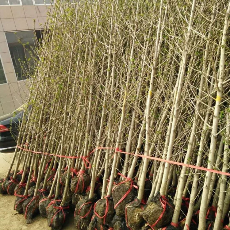 占地拆遷銀杏樹苗 銀杏小苗 白果苗銀杏苗庭院植物行道綠化苗