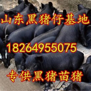 山東黑仔豬批發價格山東黑豬仔崽豬基地臨沂日照黑豬娃黑豬苗批發