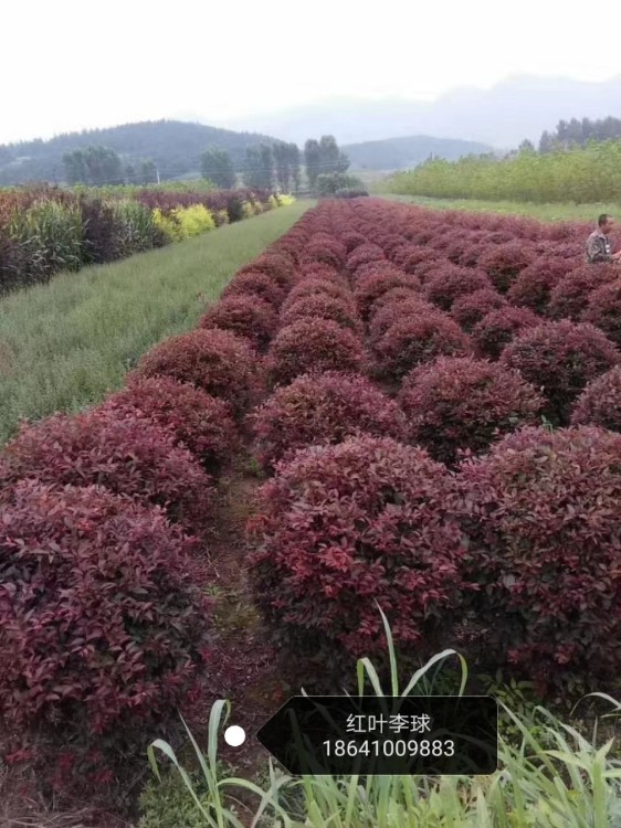 遼寧精品紅葉李球 紅葉李綠籬苗 紅葉李營(yíng)養(yǎng)杯苗 小苗