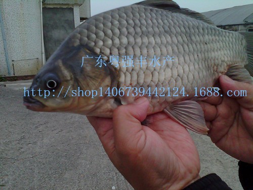 廣東湘云鯽魚苗批發(fā) 淡水鯽魚苗出售 大量鯽魚苗供應(yīng)