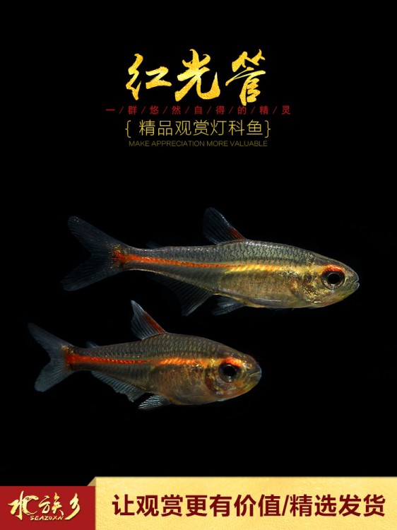 []光管魚(yú)觀賞魚(yú)熱帶霓虹燈水草缸群游小型紅光管燈魚(yú)