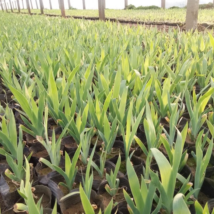 供應(yīng)藍(lán)花鳶尾 護(hù)坡花卉地栽鳶尾小苗  杯栽老鳶尾