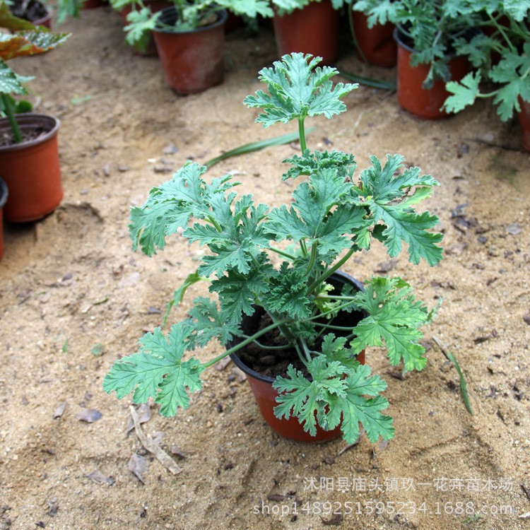 批發(fā)夏季驅(qū)蚊草 環(huán)保植物 驅(qū)蚊香草 盆栽植物 夏日驅(qū)蚊草盆栽