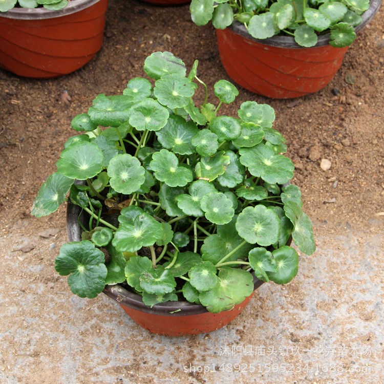 基地供應銅錢草 室內綠植水培植物盆栽 水體綠化銅錢草批發