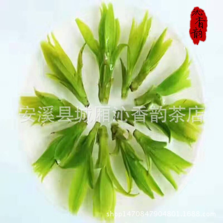 新茶 茶葉批發(fā)產(chǎn)地直銷 罐裝小葉苦丁青山綠水茶明前芽苞茶