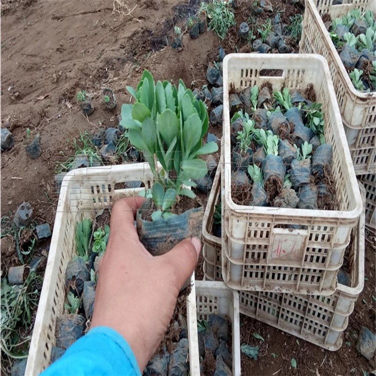 耐寒花卉八寶景天 基地直銷 地被八寶景天 品質(zhì)高