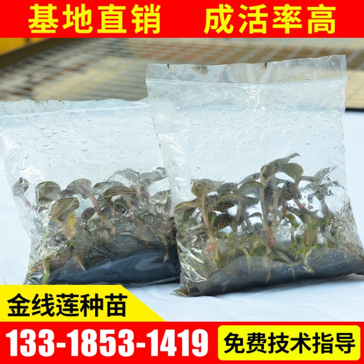 厂家大量供应金线莲种苗 野生金线莲金线莲种苗批发 金线草