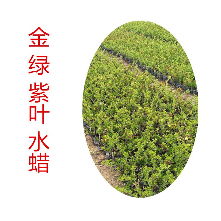 廠區綠化 工程庭院花苗 紫葉水蠟 基地直銷 品質 貨源足