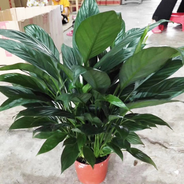 白掌 室內盆栽桌面綠色花卉植物一帆風順基地直供 綠植盆栽批發