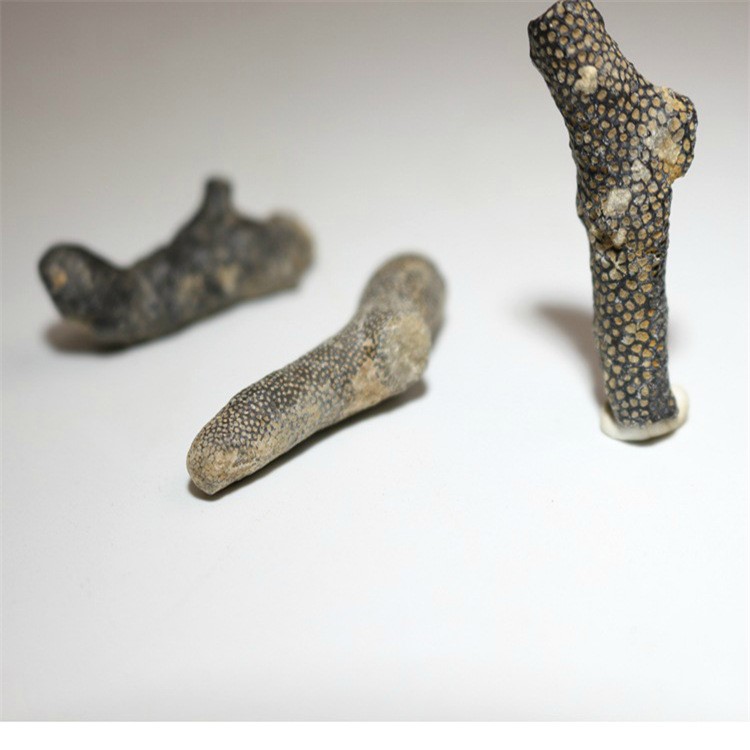 层孔虫化石天然古生物化石标本原石有孔虫海绵苔藓虫地质科普教学