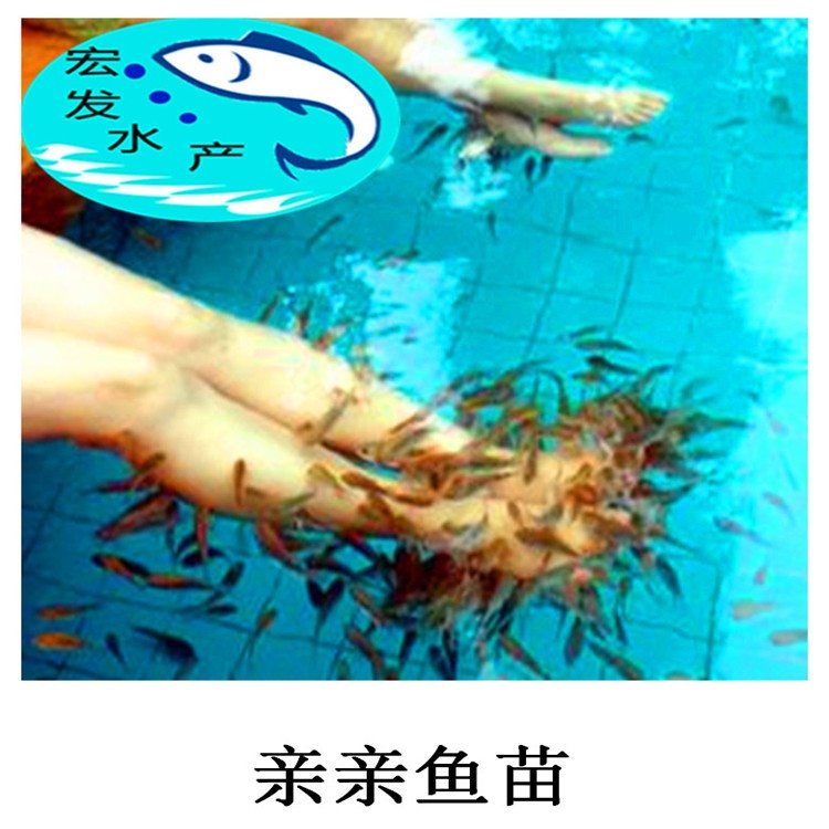 【低價出售】超大親親魚5-8厘米親親魚 壽命 咬勁溫泉魚