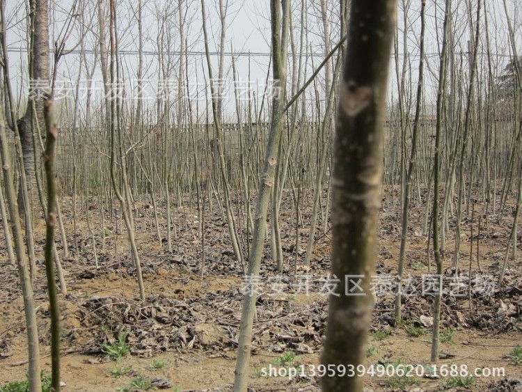 嫁接核桃树成苗 苹果树苗价格 嫁接核桃树树苗 大红袍花椒苗批发