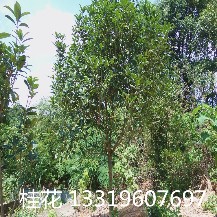 湖南桂花苗木批發(fā) 4 5 6公分桂花樹 金桂 量大價優(yōu) 桂花樹