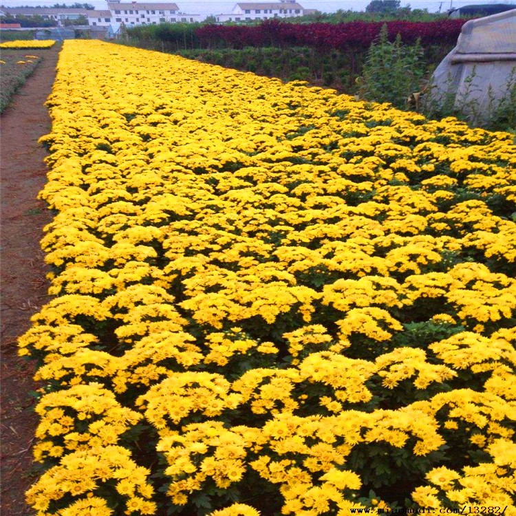 國慶菊 山東青州大量供應(yīng)花卉大小盆國慶菊 十一租擺草花