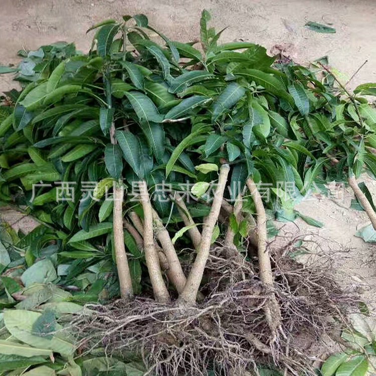 大量供應(yīng)青皮芒果樹苗 芒果樹 高品質(zhì)芒果苗