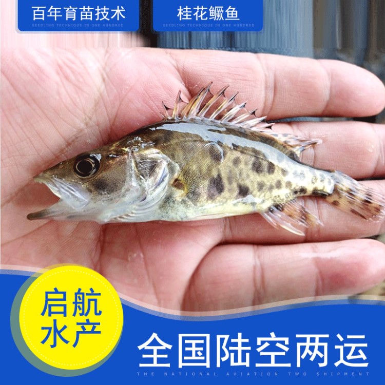 桂花魚 翹嘴鱖魚苗 鰲魚 淡水養(yǎng)殖魚苗批發(fā)