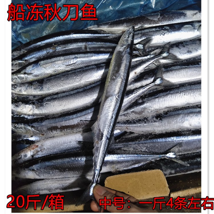 新鮮船凍秋刀魚20斤鮮活冷凍燒烤食材深海魚烤魚海鮮水產(chǎn)新鮮刀魚