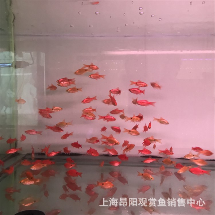 金元寶魚活體 中小型魚 熱帶觀賞魚活體 淡水寵物魚 水族世界包活