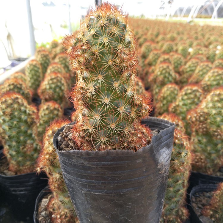 漳州多肉植物批發(fā) 仙人球 金手指 裸根 花卉綠植盆栽園藝盆景