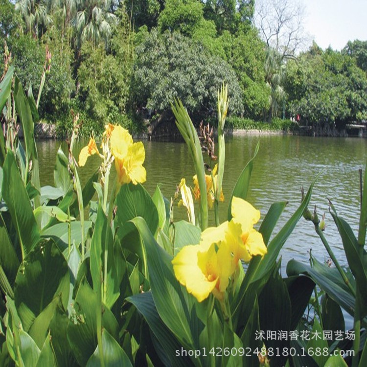 廠家直銷綠化黃美人蕉苗 多種花色水生美人蕉 大花美人蕉種球花卉