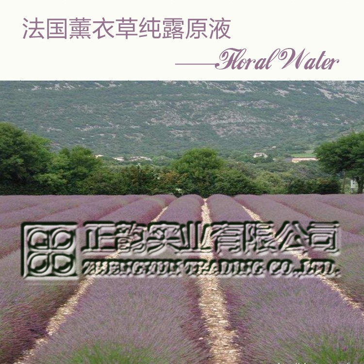法國普羅旺斯頭道薰衣草高濃度露原料20L-Lavender