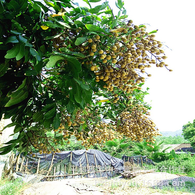 產(chǎn)地直銷批發(fā)新鮮泰國(guó)龍眼石峽桂圓水漲桂圓水南儲(chǔ)良龍眼量大包郵