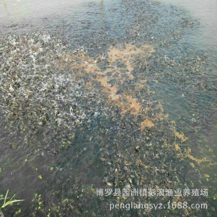 黃顙魚苗批發(fā)  黃辣丁魚苗價格  瓦市黃骨魚苗 超雄黃顙魚