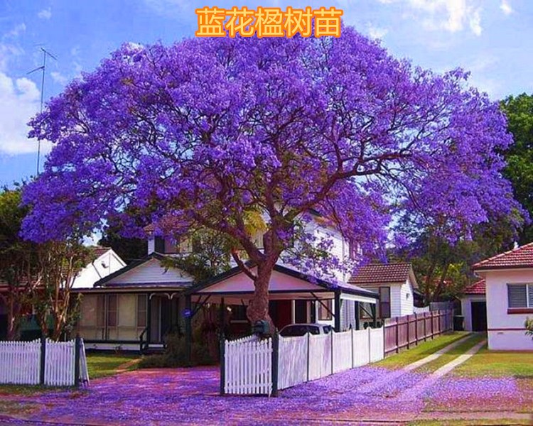 直銷藍花楹樹苗 珍貴樹苗 名貴樹苗 鳳凰木 紅花楹樹庭院植物