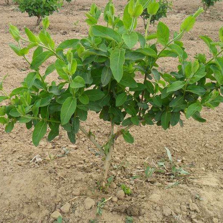 基地批发可四季金银花树苗 别墅庭院盆栽植物金银花大量出售