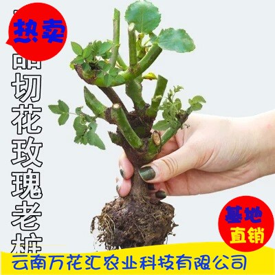 綠化玫瑰老樁小苗 園林玫瑰種苗 玫瑰苗 玫瑰花苗