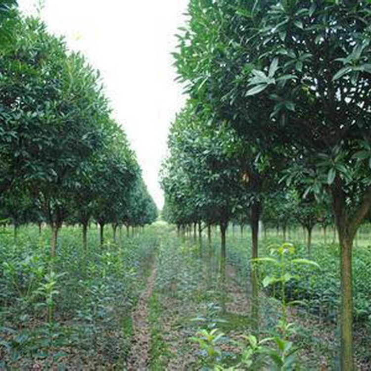 金桂八月桂丹桂園林綠化庭院植物 優(yōu)價 批發(fā)大小桂花樹