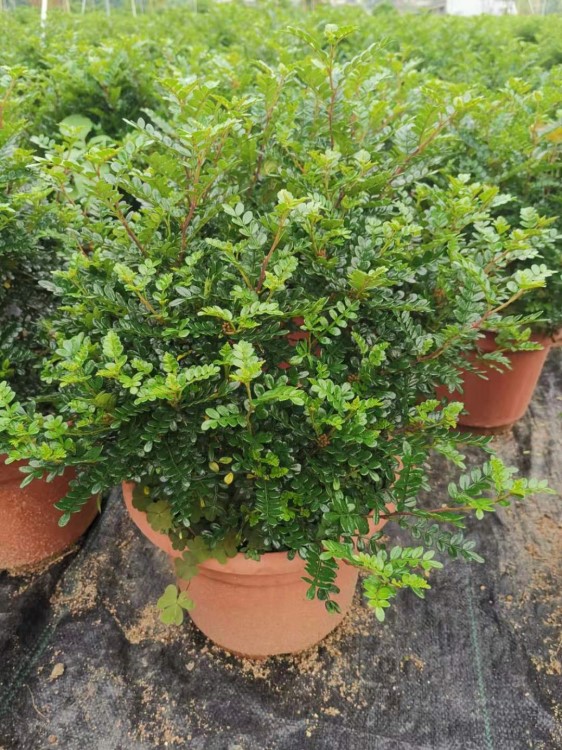 花卉清香木盆栽苗驅(qū)蚊草辦公室內(nèi)盆景植物陽臺四季常青工程綠化苗
